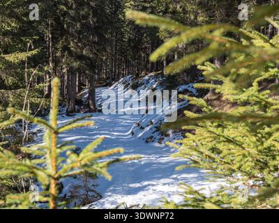 Landschaftlich schöner Winterwaldweg bedeckt mit frischem weißem Schnee, durch verschwommene immergrüne Zweige in Tirol, Österreich Stockfoto