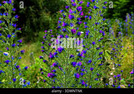 Echium vulgare Vipern Bugloss Blaugras wilde blühende Pflanze, Gruppe blauer Blüten in Blüte auf hohen Blütenstamm Stockfoto