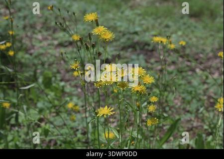 Gelb blühender rauer Karettbart auf einer Wiese, selektiver Fokus auf einem grünen Bokeh-Hintergrund - Crepis biennis Stockfoto