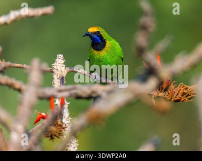 Ein Leafbird mit goldener Front, der auf einer leuchtenden orangefarbenen Flame-of-the-Forest-Blume thront Stockfoto