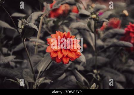 Nahaufnahme einer leuchtenden korallenrosa Dahlia piñata Blume mit mehrschichtigen Rochenröschen inmitten von dunkelgrünem gefiedertem Laub in einer Gartenumgebung. Stockfoto
