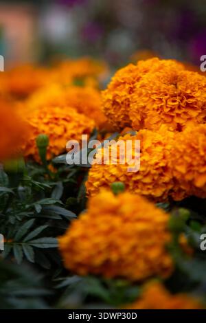 Leuchtende Gruppe von orangefarbenen Ringelblumen mit dichten Rochenröschen, die inmitten üppig grüner gefiederter Blätter in einem Gartenbeet blühen. Stockfoto