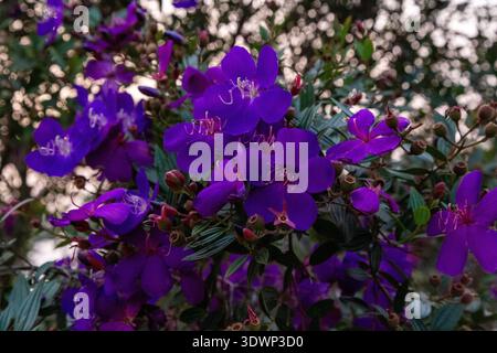 Gruppe von leuchtend violetten Lagerstroemia indica mit markanten Staubblättern auf einem Holzstrauch, vor einem weichen, unscharfen grünen Laubgrund Stockfoto