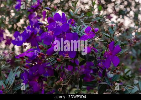 Gruppe von leuchtend violetten Lagerstroemia indica mit markanten Staubblättern auf einem Holzstrauch, vor einem weichen, unscharfen grünen Laubgrund Stockfoto