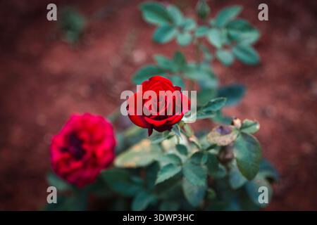 Nahaufnahme von zwei leuchtend roten Hybrid-Teerosen in voller Blüte inmitten glänzend grüner Blätter vor einem verschwommenen Hintergrund des Gartenbodens. Stockfoto