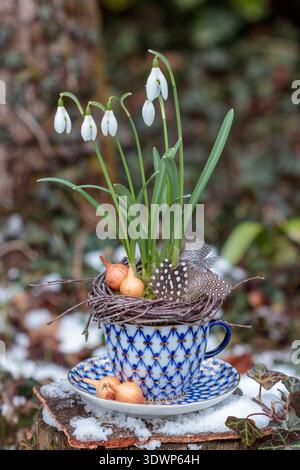Schneeglöckchen in einer Porzellanschale, dekoriert mit Zwiebelset und Federn im Garten Stockfoto