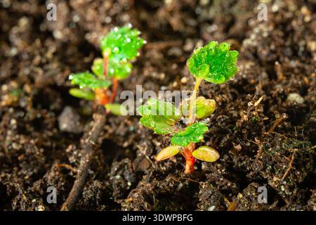 Winzige grüne Erdbeerkeimlinge, die aus reichem Boden mit Tautropfen auftauchen Stockfoto