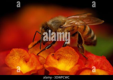 Honigbiene auf Blütenblüte Stockfoto