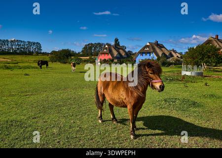 Ein süßes braunes Pony mit dunkler Mähne steht in einem leuchtenden grünen Feld und blickt auf die Kamera. Im Hintergrund grasen andere Pferde unter einem hellen B Stockfoto