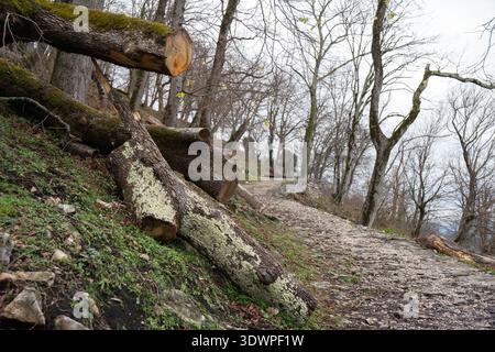 Waldweg mit umgestürzten Baumstämmen, moosbedeckten Stämmen und Steinweg auf einem Hügel in Abchasien unter bedecktem Himmel. Umweltverträgliches Geschichtenerzählen Stockfoto