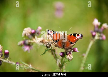 Makroaufnahme eines wunderschönen Aglais io, allgemein bekannt als Pfauenfalter, mit seinen markanten orange, rot, schwarz und weiß gepunkteten Flügeln Stockfoto