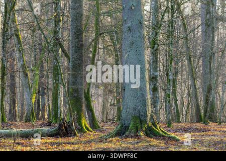 Waldszene mit moosbedeckten Baumstämmen und verstreuten trockenen Blättern auf dem Waldboden, beleuchtet durch die spätherbstliche Sonne Stockfoto