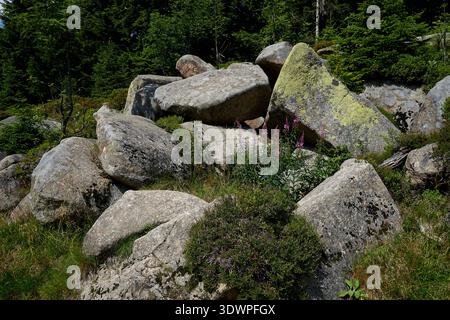 Eine malerische Sommerszene mit massiven Granitblöcken, die mit Moos und Flechten bedeckt sind, durchsetzt mit leuchtenden violetten Wildblumen und üppigem Grün Stockfoto