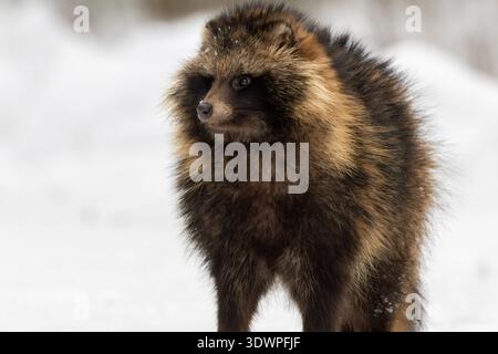 Tanuki, auch als Waschbärhund bekannt, steht inmitten von frischem, weißem Schnee mit flauschigem Fell, das sich an die kalten Winterbedingungen anpasst Stockfoto