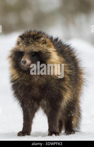 Marderhund, auch bekannt als Tanuki, steht wachsam in einer verschneiten Winterlandschaft und blickt in die Ferne Stockfoto
