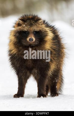 Marderhund mit flauschigem Fell stehend, direkt schauend. Wildes Säugetier genießt Lebensraum bei kaltem, frostigem Wetter Stockfoto
