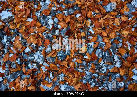 Ein lebhafter Blick über die herbstlich gefallenen orangefarbenen und braunen Herbstblätter, die ein vielfältiges Bett aus grauem und weißem Feuerstein bedecken. Die natürliche Textur und Kontur Stockfoto