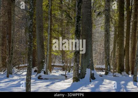 Winterwaldlandschaft mit schneebedecktem Boden und Baumstämmen mit langen Schatten, beleuchtet durch sanftes Sonnenlicht Stockfoto