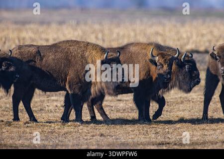 Eine Gruppe europäischer Bison wird zusammen auf einem Feld gesehen. Sie bewegen sich über das Gras unter klarem Himmel. Die Szene zeigt Tiere in ihrer natürlichen Gewohnheit Stockfoto