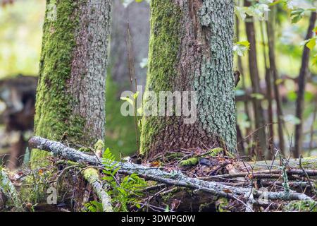 Waldökosystem mit moosbedeckten Baumstämmen, grüner Vegetation, abgefallenen Ästen und natürlicher Zersetzung Stockfoto