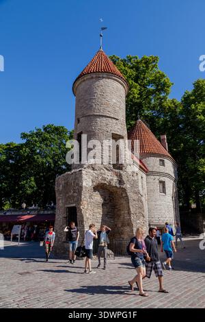 Mittelalterlicher Turm in Tallinn, Estland: Mittelalterliches Steintor mit rotem konischem Dach, bogenförmiger Eingang, Touristen auf dem Kopfsteinpflasterplatz, die Fotos machen Stockfoto