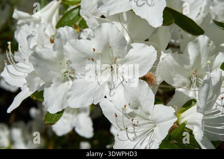 Lebendige Nahaufnahme der reinweißen Azaleblüten in voller Blüte mit zarten Blütenblättern und markanten Staubblättern. Die Blüten sind hell gebadet Stockfoto