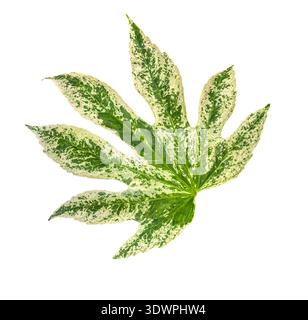 Fatsia Japonica „Spider's Web“ Variegated Leaf isoliert auf weißem Hintergrund mit Beschneidungspfad. Florales Designelement, ideal für botanische Designs, Autos Stockfoto