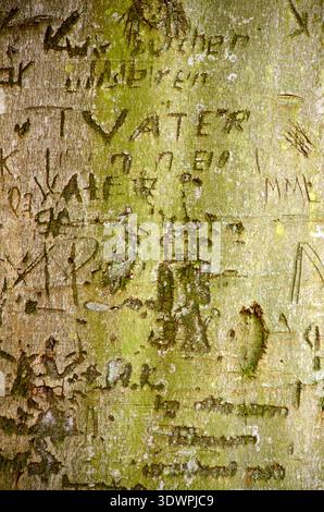 Nahaufnahme eines Baumstamms, der mit grünem Moos und Flechten bedeckt ist und aufwändig mit zahlreichen Namen, Initialen und Symbolen geschnitzt ist. Die raue Textur von Th Stockfoto