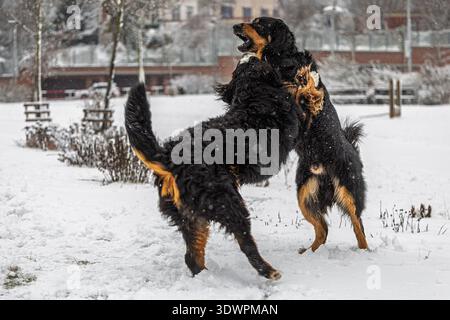 Zwei Hovawart-Hunde (Canis Lupus familiaris), die spielerisch im Winter im Neuschnee in einem Stadtpark interagieren und springen. Stockfoto
