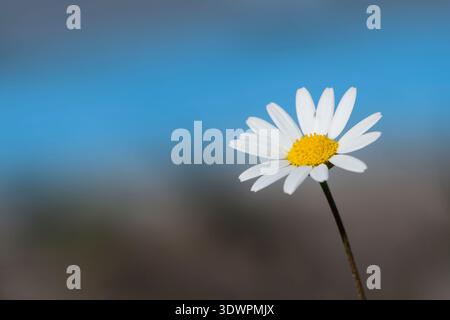 Nahaufnahme einer wilden Gänseblümchenblume in Blüte mit verschwommenem natürlichem und blauem Himmel Hintergrund, Kopierraum, Frühjahrs-Makrofotografie. Stockfoto