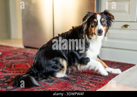 Ein dreifarbiger Australian Shepherd sitzt aufmerksam auf einem traditionellen roten Teppich in einer modernen Kücheneinrichtung. Stockfoto