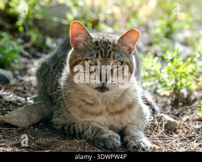 Eine tabby Straßenkatze, die auf trockenen Zweigen und Erde auf Gran Canaria ruht und ruhig in die Kamera blickt, mit einem aufmerksamen, aufmerksamen Ausdruck. Stockfoto