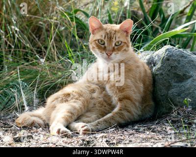 Eine entspannte orangene Straßenkatze, die aufrecht auf einem Felsen auf Gran Canaria sitzt und ruhig und direkt in die Kamera blickt. Stockfoto