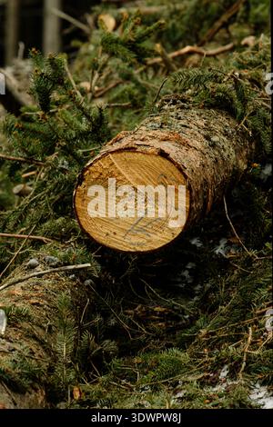 Eine Ungestörte Waldlandschaft Mit Frisch Geschnittenen Bäumen, Üppigem Moos Und Natürlicher Umgebung Stockfoto