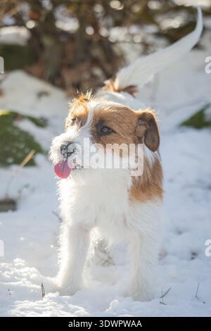 Ein bezauberndes Porträt eines Jack Russell Terriers, der im Schnee steht und von der Sonne beleuchtet wird, mit seiner Zunge und dem Schnee auf der Mündung. Stockfoto