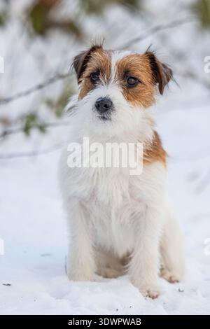 Ein frontales Porträt eines Jack Russell Terriers, der ruhig in einem weißen Winterwald sitzt. Stockfoto