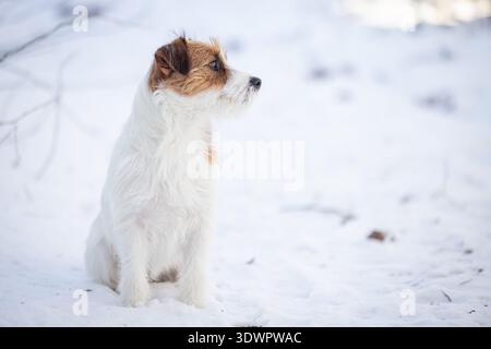Ein klares Seitenporträt eines Jack Russell Terriers, der in tiefem Schnee sitzt und vor einem weichen weißen Hintergrund in die Ferne blickt. Stockfoto