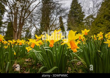 Narcissus 'Jetfire' gelbe Narzisse mit oranger Trompete, die im RHS Garden, Wisley, Surrey, Südostengland im späten Winter bis zum frühen Frühjahr blüht Stockfoto