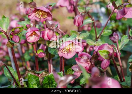 Violette Helleborus Penny's Pink wächst im Winter im RHS Garden Wisley in Surrey, Südosten Englands Stockfoto