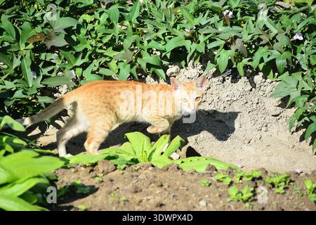 Eine Kätzenkatze, die im Gras läuft. Eine Katze läuft auf den Feldern und blickt zurück in die Ferne, als würde sie Beute suchen. Stockfoto
