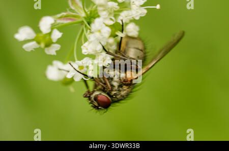 Insektenfütterung Auf Nectar. Detaillierte Makrofotografie Von Hoverfly Auf Weißer Blume In Der Tschechischen Landschaft Stockfoto