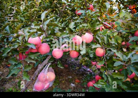 Apfelbaum mit vielen Reifen roten Äpfeln，reife Äpfel im Apfelgarten vor der Ernte. Apfelgarten. Korb mit Äpfeln Stockfoto