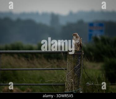 Gemeiner Bussard auf Zaunpfosten in ländlicher Landschaft Stockfoto