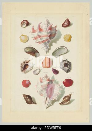 Platte IX aus Choix de Coquillages et de Crustacés von Franz Michael Regenfuss, 1758. Handkolorierte naturhistorische Platte mit einer Anordnung von Muscheln und Meeresproben, einschließlich Jakobsmuscheln, Muschelmuscheln und Spiralschnecken, die mit detaillierter Schattierung und wissenschaftlicher Präzision gerendert werden Stockfoto