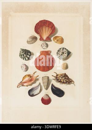 Platte IV aus Choix de Coquillages et de Crustacés von Franz Michael Regenfuss, 1758. Handkolorierte naturhistorische Platte mit symmetrischer Anordnung von Muscheln, einschließlich Jakobsmuscheln, Spiralschnecken, Kegelschalen und Meeresproben, die mit detaillierter Schattierung und wissenschaftlicher Präzision dargestellt werden Stockfoto