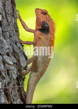 Orientalischer Garten oder austauschbare oder blutsaugende Eidechse, Calotes versicolor Stockfoto
