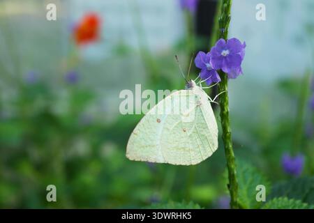 Blattflügeliger Geist ruht in der Blüte, Parsonage Moor Schmetterling auf lila Blumen Stockfoto
