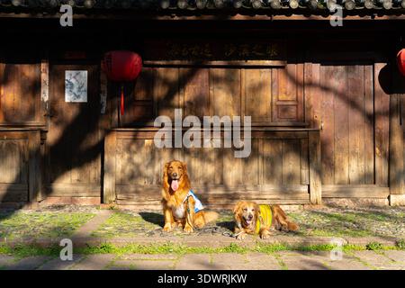 Zwei goldene Retriever-Hunde ruhen im Sonnenlicht vor einem traditionellen Holzhaus in der antiken Stadt Shaxi, Dali, Yunnan, China. Stockfoto