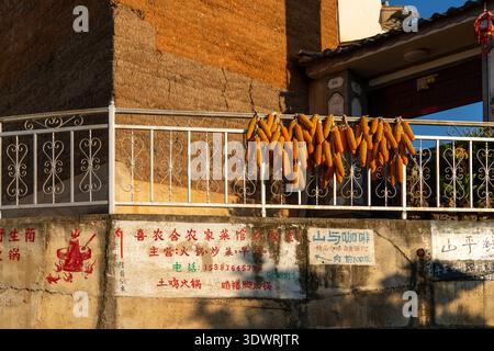 Trockenmais hängt an einem Zaun im Abendsonnenlicht in der antiken Stadt Shaxi, Yunnan, China, und spiegelt das ländliche Leben und die Erntezeit wider. Stockfoto
