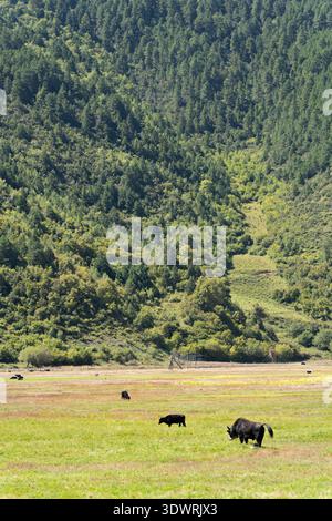 Rinder weiden auf Graswiesen im Napahai Feuchtgebiet nahe Shangri-La, Yunnan, China auf dem tibetischen Plateau. Stockfoto